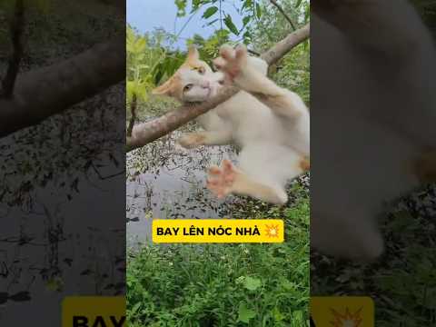 MỘT CÚ ĐÁ – BAY LUÔN BỘ LÔNG 😭#vutrudramameo #meo #haihuoc #xuhuong #meme