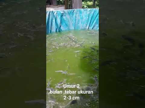 Budidaya lele kolam bundar #lele #budidayaikanlele #fish #tutorialbudidayaikanlele #pemijahanlele