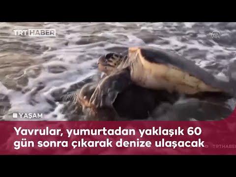 İztuzu sahiline caretta carettalar yumurta bırakmaya başladı