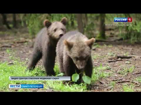 Лесные игры спасенных медвежат