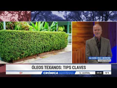 ÓLEOS TEXANOS: TIPS CLAVES, por ÁLVARO RUIZ MORENO de VIVEROTERAPIA