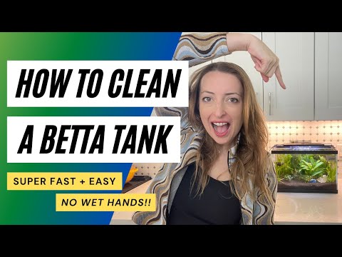 How to Clean a Betta Tank — w/ LIVE Plants! HANDS FREE TANK MAINTENANCE??  Yes, in this video, I'm showing ya'll a few simple tips on how to cle