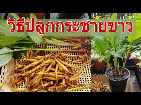 วิธีปลูกกระชายในกระถาง-ปลูกง่า วิธีปลูกกระชายในกระถาง-ปลูกง่า