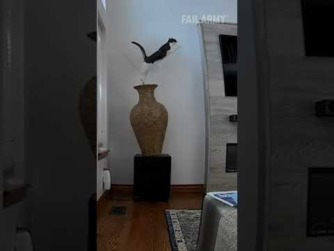 Cat Breaks Vase