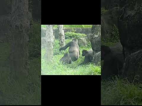 台北動物園で見る大猩猩の家族と愛らしい日常 サムネイル