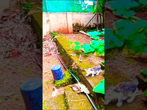 എഴീച്ചു വാടാ 😃 #cat #pets #comedy #funny #shortsvideo