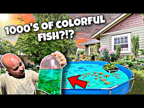 Stocking Pool Pond With 1000's of Fish?!? In today's video, we will be stocking pool pond with 1000's of fish. These thousands of fish are col