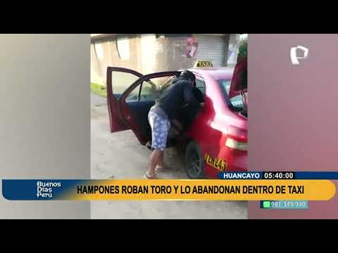 Huancayo: Pobladores hallan toro robado dentro de un taxi