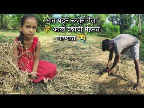 भात पुर्ण रूजुन गेला 🌾😢 पाऊसाने भाताची वाट लावली 🌾 आखे वर्षाची मेहनत पाण्यात 😭 village vlog adivasi