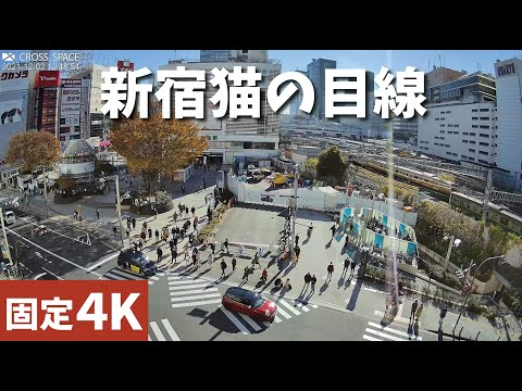 【LIVE】新宿猫の目線（新宿駅東口） ライブカメラ