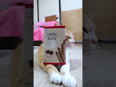 猫の動画サムネイル - クレープロールチョコレート味　250622　#のせ猫　 #cat #cute #猫のいる暮らし #ねこ #ネコ #cutecat #猫のいる生活　 #kitten