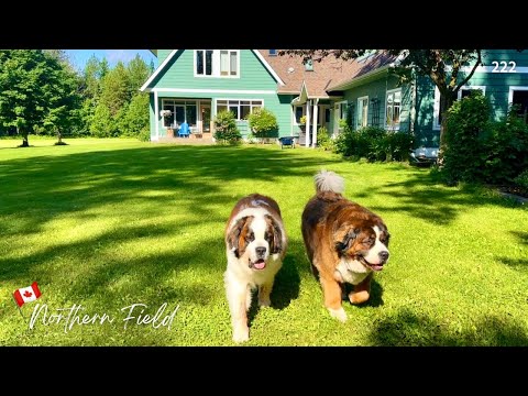 カナダの夏／シャクヤク・ポプラの綿毛／週末のマーケット【超大型犬とカナダで田舎暮らし】