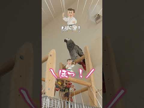 喋る鳥とラリーしたら自由過ぎたw