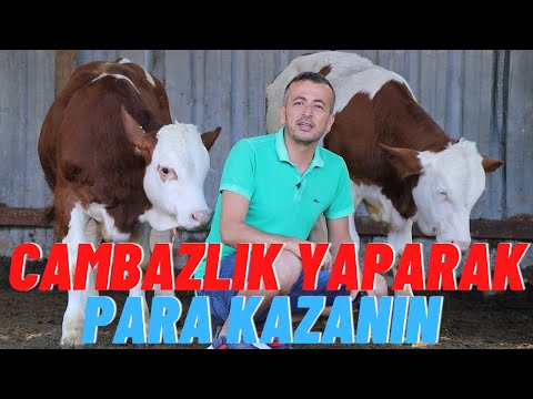 CAMBAZLIK YAPARAK PARA KAZANIN