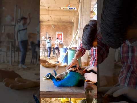 मोर की जान बचाने वाली हिम्मत!🥹#shorts #peacock #ytshorts #animals #help #helpanimals #viralvideo