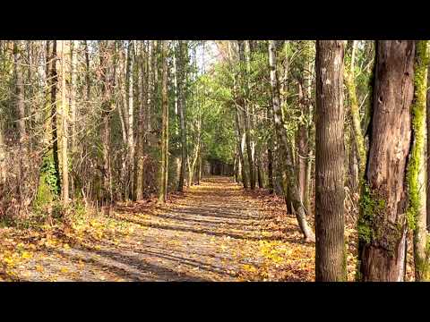 Walk in the Woods Part 2:   4k iPhone 12 mini