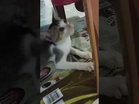 Mere Sine mein bhi ek Dil Hai