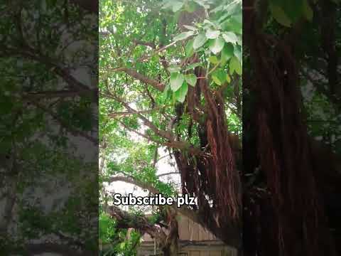 fajar ki sunnat kab padhani chahie peer Ajmal Raza Qadri #shorts #trending