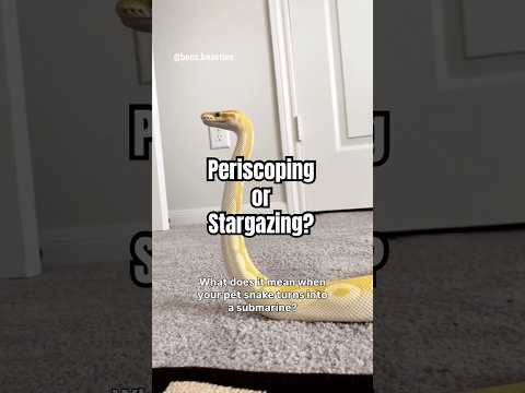 Is my snake Periscoping or Statgazing? #reptilecare #snakebehavior