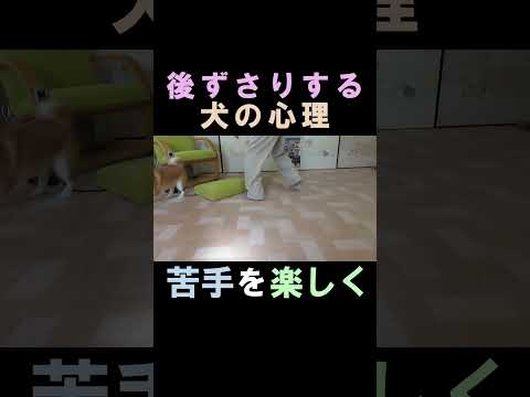 後ずさりする犬の心理 苦手を楽しみに変える柴犬まめ #shorts #shiba #柴犬