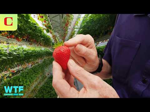 Look Inside Dyson’s New Circular Strawberry Farm