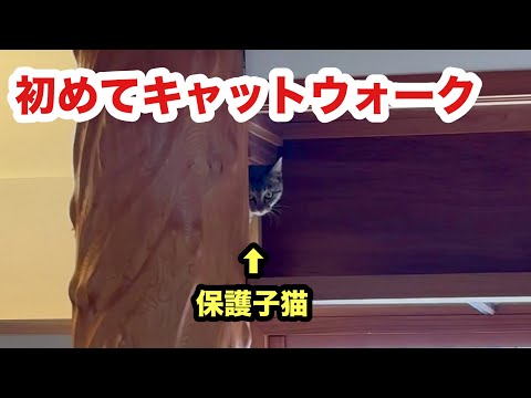 初めてキャットウォークに登ってた子猫／後ろ足も順調！