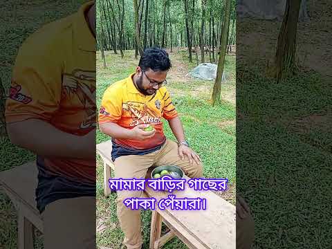 গাছ পাকা মিষ্টি পেয়ারা।  #fruits #shorts @mparvej2025