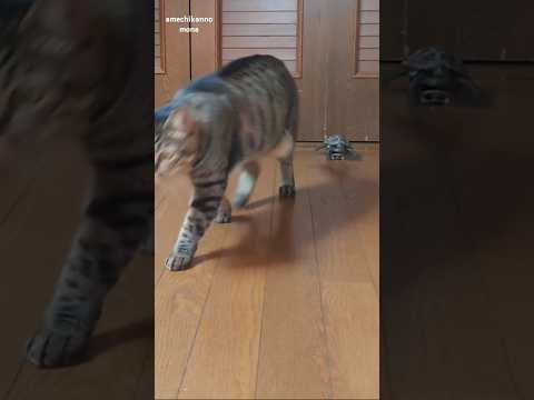 猫の尻から突如現れる爆速亀【Appearing from behind the cat! skateboard turtle】