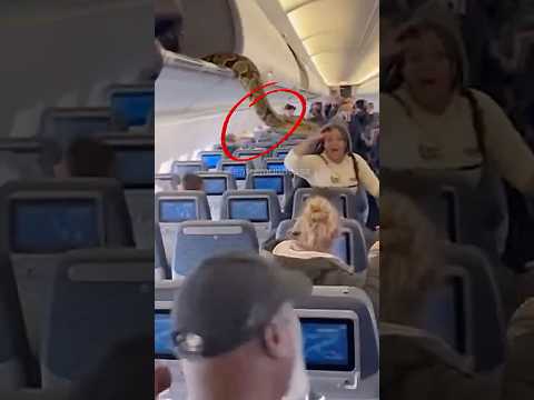 Animais que foram encontrados em aviões #shorts #curiosidades #mundoanimal