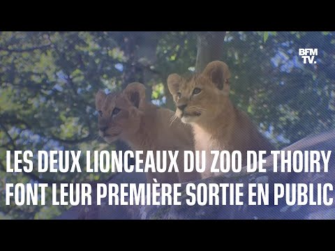 Sana et Sarabi, les deux lionceaux du zoo de Thoiry font leur première sortie en public