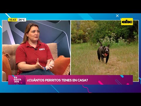 ¿Cuántos perros tenés en casa?: las mascotas que están acompañadas pueden vivir más