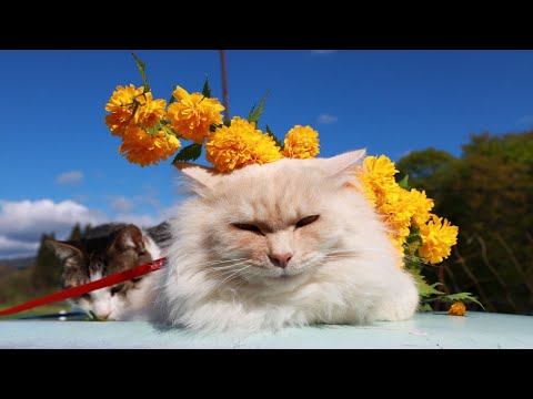 猫の動画サムネイル - 八重山吹　のせ猫　250522