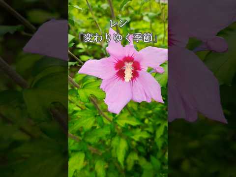 田原市滝頭公園を花や自然を見ながら散歩してます。この動画に合わせてレンさんの「変わりゆく季節」を聴いてください。#レン#変わりゆく季節#花 #風景 #滝頭公園#田原市 #公園 #散歩 #景色 #自然