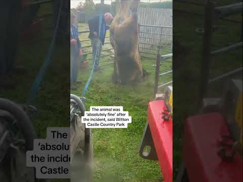 Bullock pulled from sinkhole by its hooves