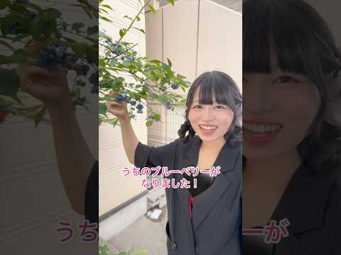 お家でブルーベリー狩り🫐