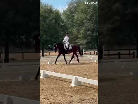 Obsessed😮‍💨😮‍💨 #horse #dressage #equestrianjourney