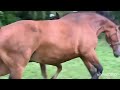 Dressage horse INTERESSANT GEFOKT GROOT LANG GELIJND HENGSTVEULEN VAN HERMÈS  MET EXTRA BEWEGINGEN
