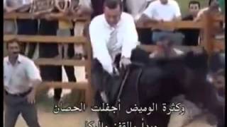 فيديو – حصان عربي يركل أردوغان ويسقطه أرضاً