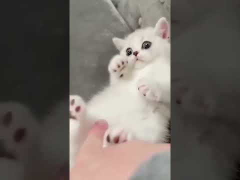 Cute kitten playing! Find out what your cat says to you! #catshorts #kitten