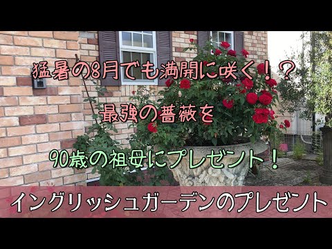 【ガーデニング】猛暑の8月でも満開に咲く！？最強の薔薇を90歳の祖母にプレゼント！初心者でも簡単に育てれるバラを帰省時に持ち帰ります。健康維持にもなる園芸。【荒れ果てたイングリッシュガーデン】