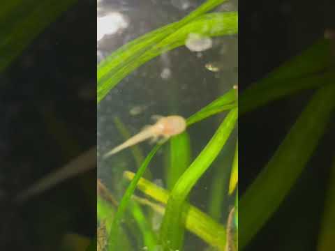 Adorable baby Plecos! #shorts  #plecos #babies Baby Super Red Bristlenose Plecos. 

iMovie Soundtrack by Scott Langley “Memories of the Past”
