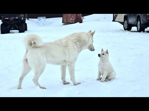 Злата с щенком 