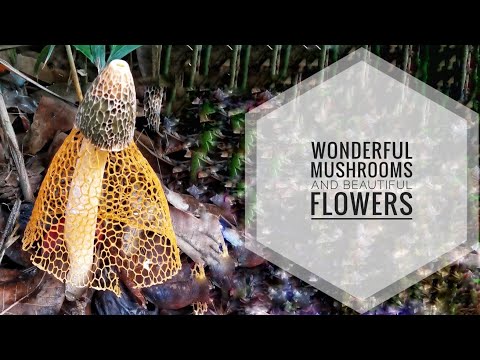 Wonderful Mushrooms and Beautiful Flowers