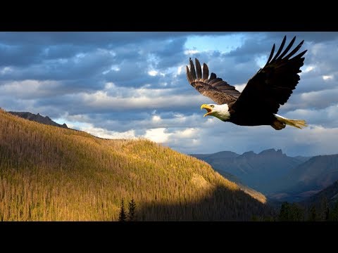 Trump Endangers the Endangered Species Act and the Clean Water Act