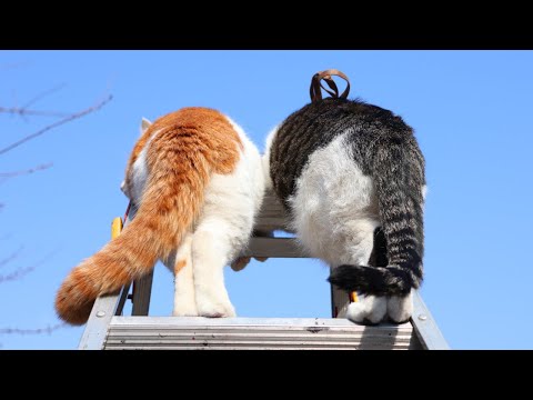 猫の動画サムネイル - 脚立のちろとさばじろう　250509