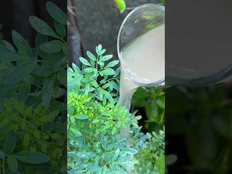 Como abonar la ruda con ceniza #plantas #jardin