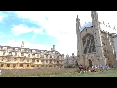 King's College Cambridge wildflower meadow harvested by shire horses