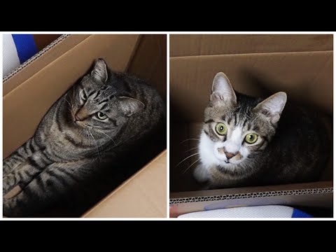 新しい物好きな猫たち☆狭小物件も大人気！【リキちゃんねる　猫動画】 キジトラ 猫のいる暮らし