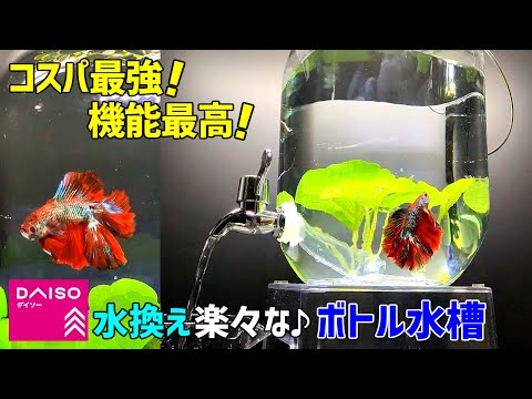 【DAISO神アイテム】水換え楽々な最強ボトル水槽でベタ飼育！/100均ボトルアクアリウム/ベタ・メダカ飼育/ドリンクサーバー水槽