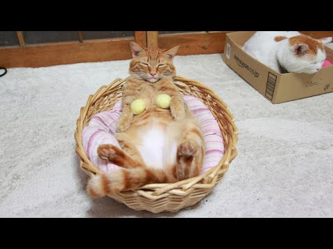猫の動画サムネイル - うずまきLIVE配信？　放置？　　2025年08月03日